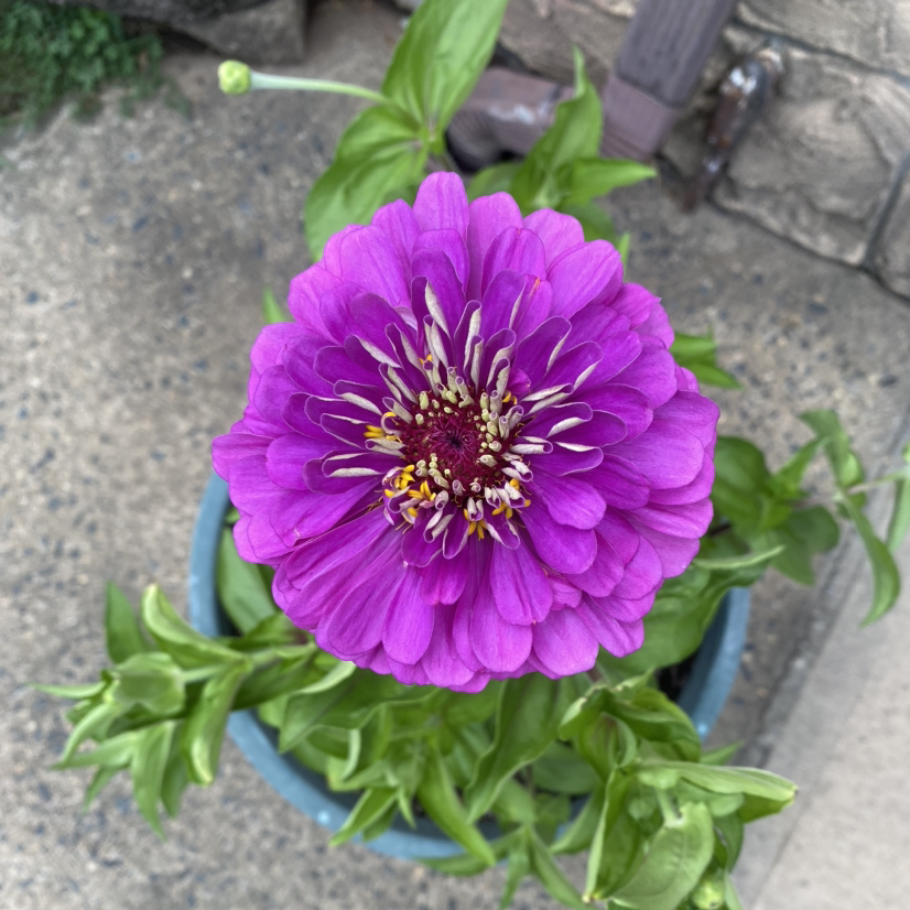 @SirWatermelon avatar