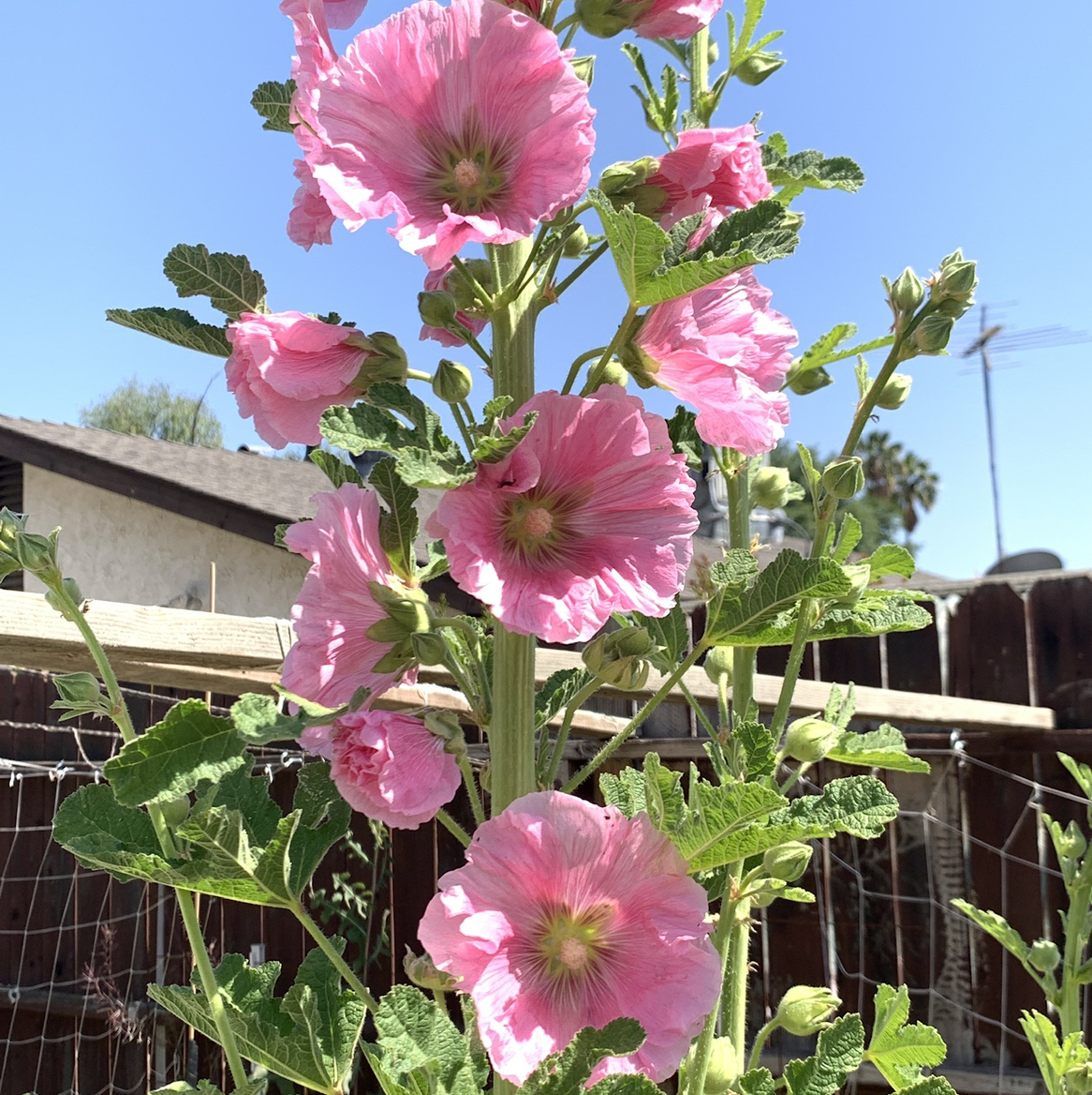 @Bouncerdjwife avatar