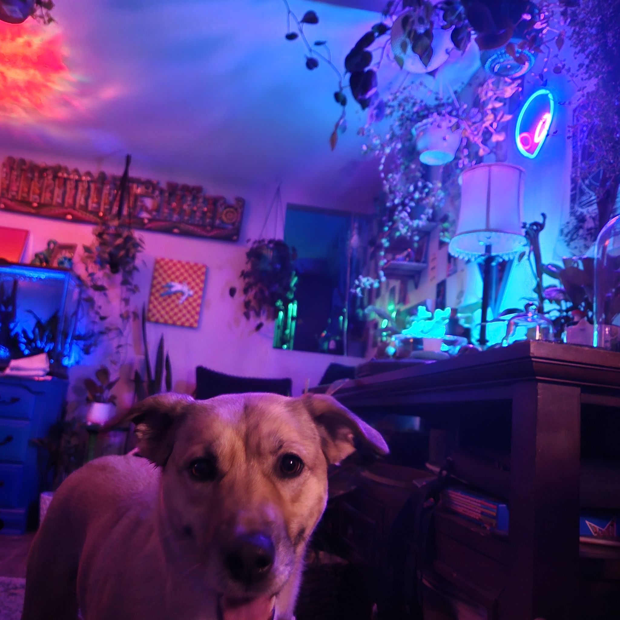 Avatar for @StAyTrIpPy on Greg, the plant care app