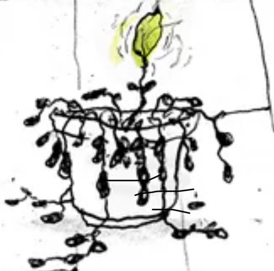 Avatar for @WanderingJenny on Greg, the plant care app