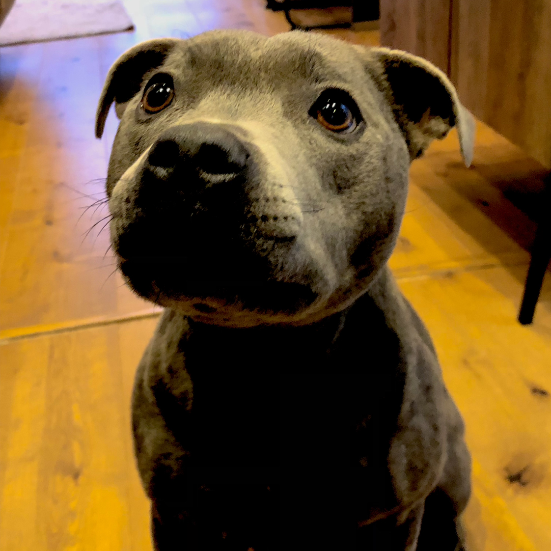 Avatar for @RoundRedpagoda on Greg, the plant care app