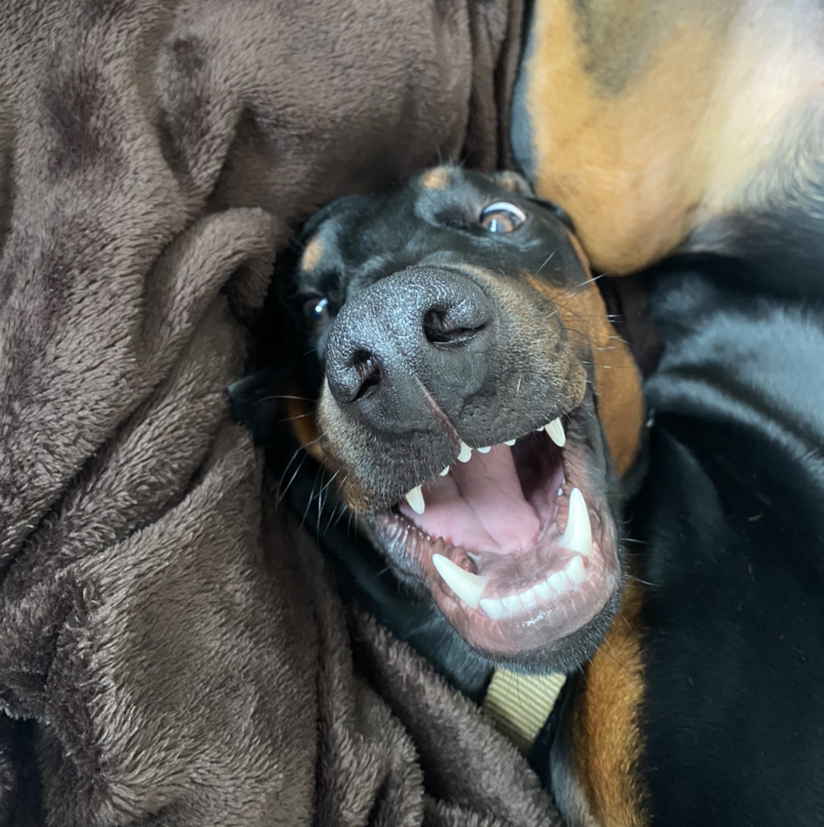 Avatar for @georginarose4 on Greg, the plant care app