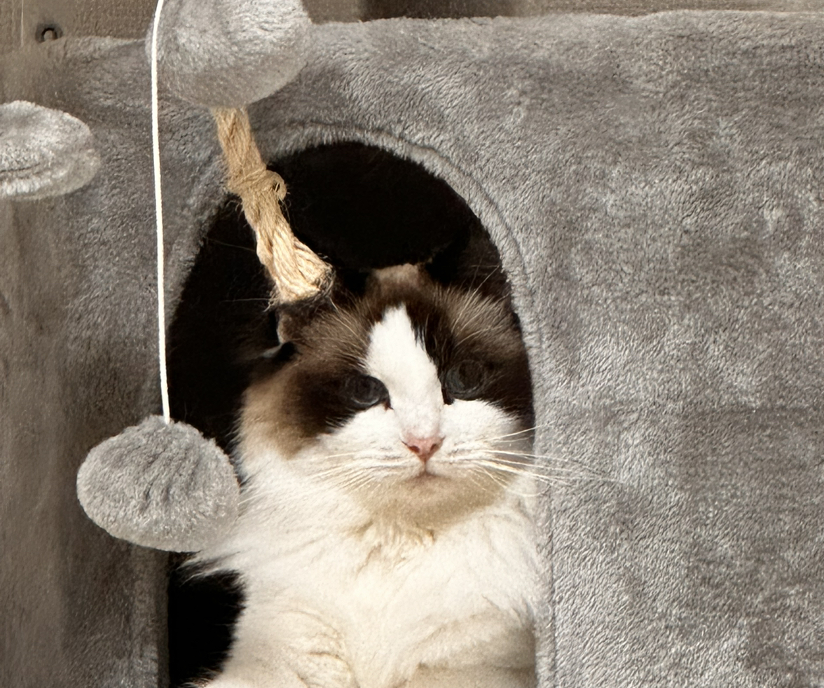 @GreatestDodder avatar