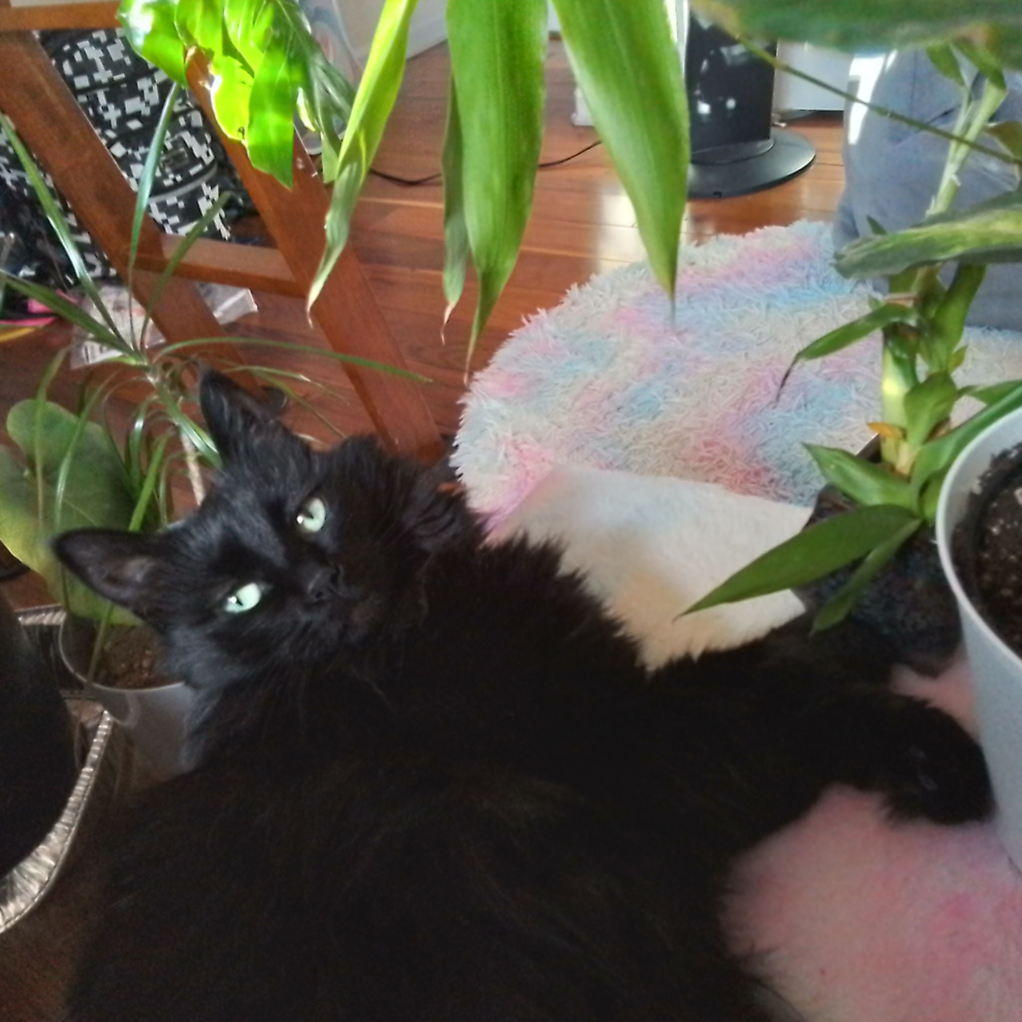 @Catplantaddict avatar