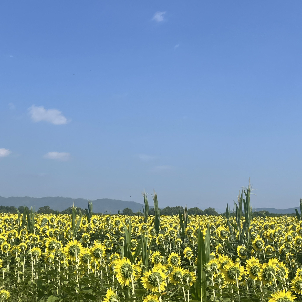 Avatar for @RhainsSong on Greg, the plant care app