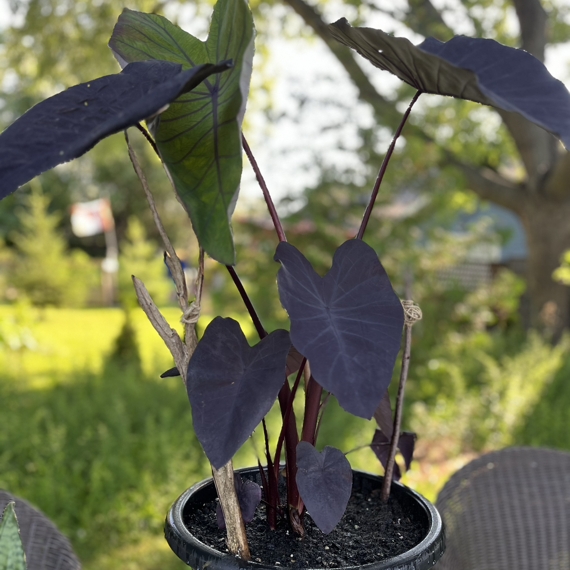 Avatar for @Blackgreenthumb on Greg, the plant care app