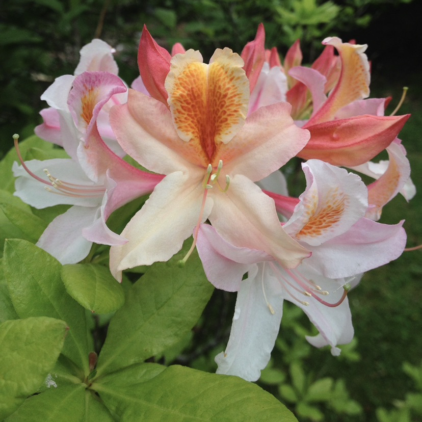 Avatar for @WhiteybirdtheRooster on Greg, the plant care app