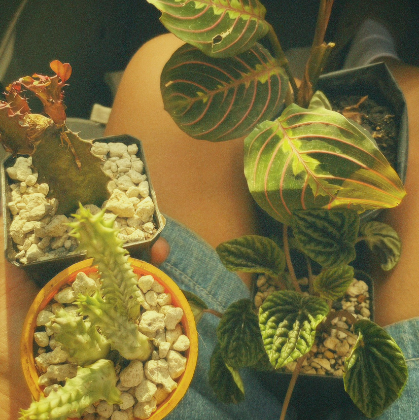 Avatar for @lifeofjireh on Greg, the plant care app