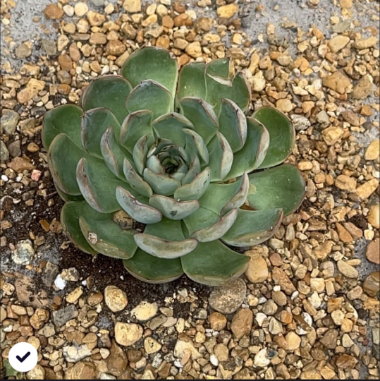 Avatar for @CactusRosa on Greg, the plant care app