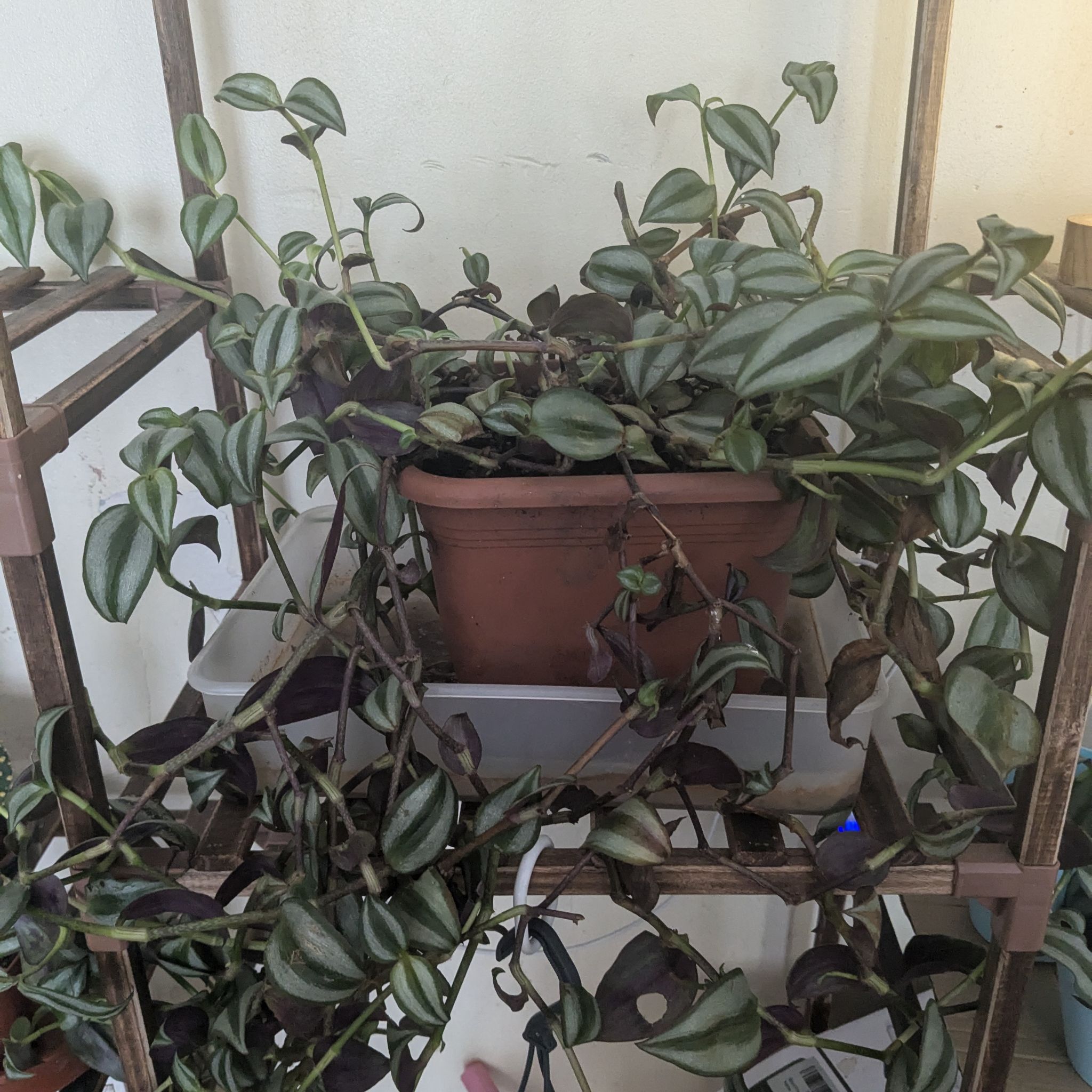 Avatar for @Oasisofjoy on Greg, the plant care app