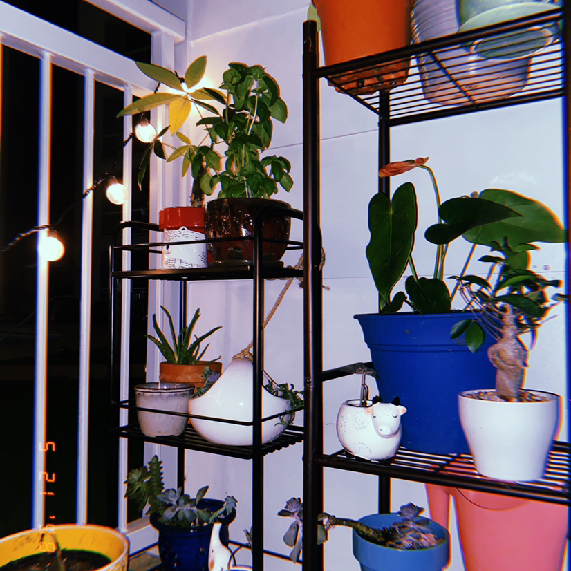 Avatar for Ana maria on Greg, the plant care app