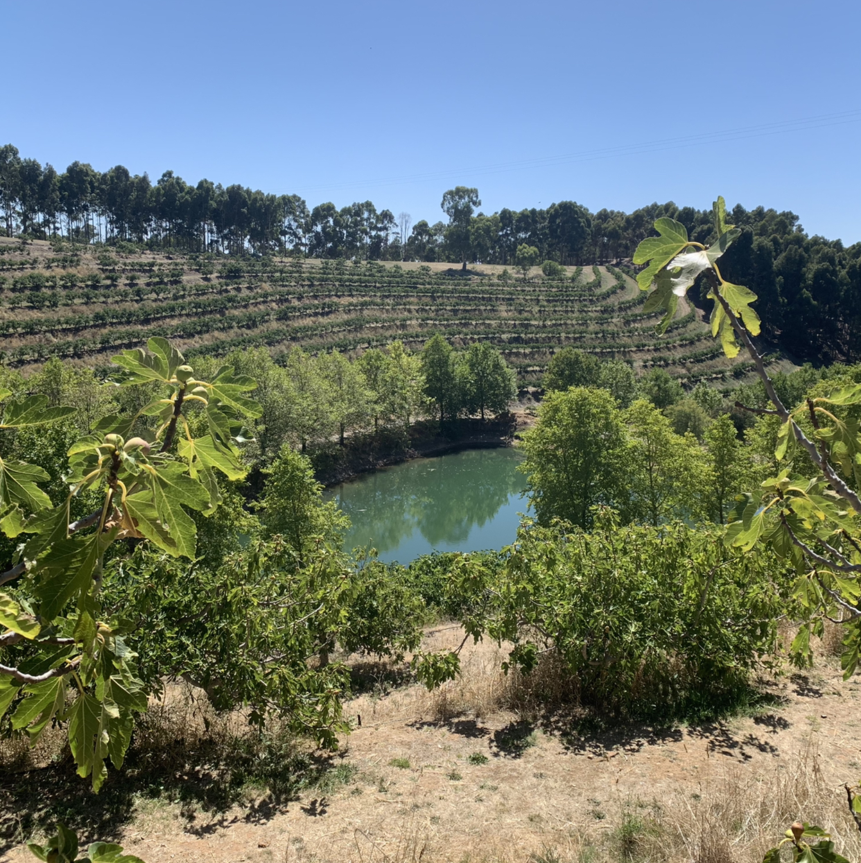 Avatar for @Alesia on Greg, the plant care app