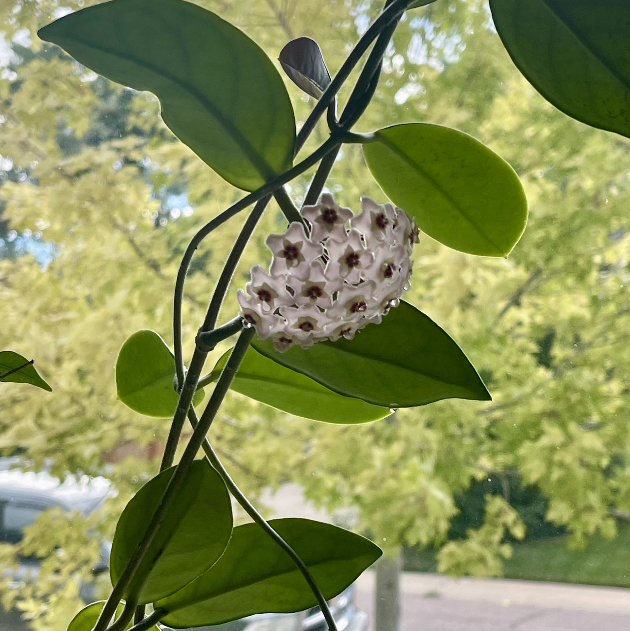 @ShinyDragontree avatar