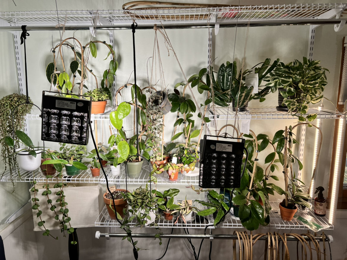 Avatar for @norahrose on Greg, the plant care app