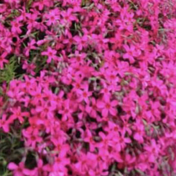 @london-plant123 avatar