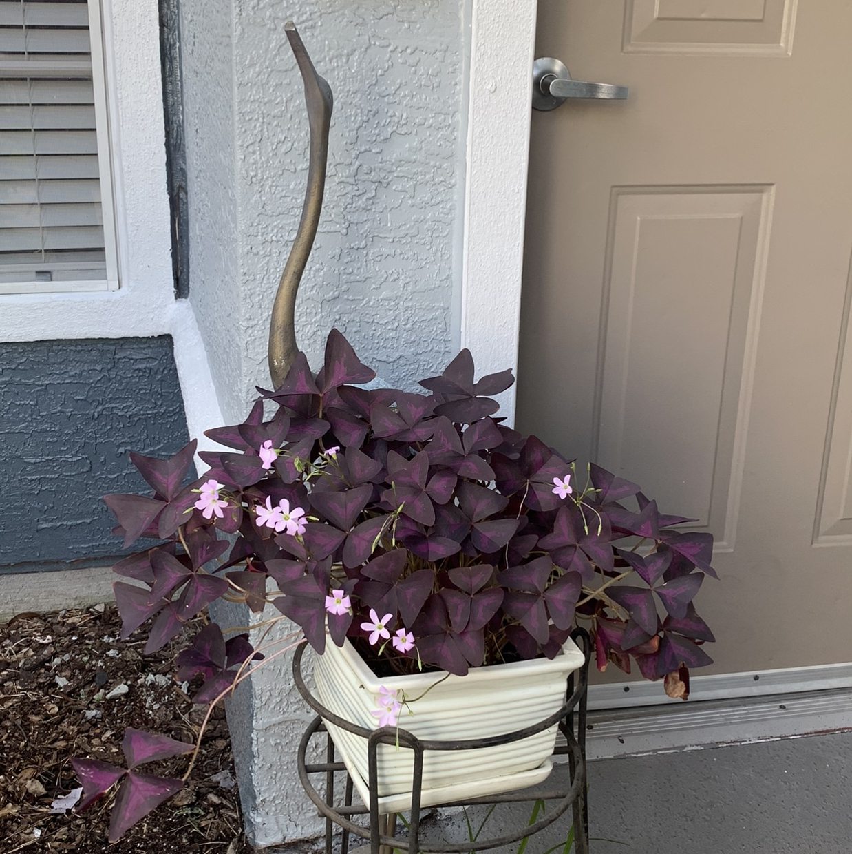 Avatar for @CupcakeBetty on Greg, the plant care app