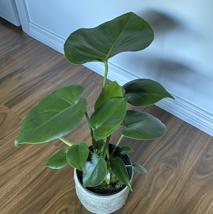 Avatar for Morgan on Greg, the plant care app