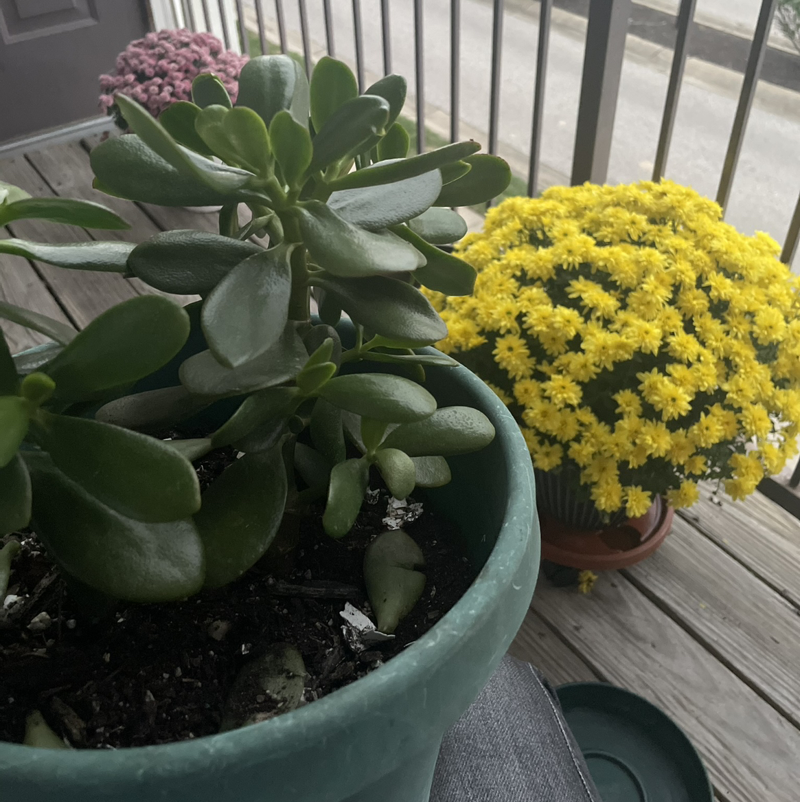 @PrimoSpurflower