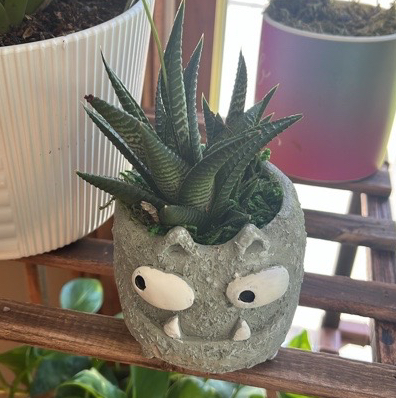 Avatar for @PerkySpinyphlox on Greg, the plant care app