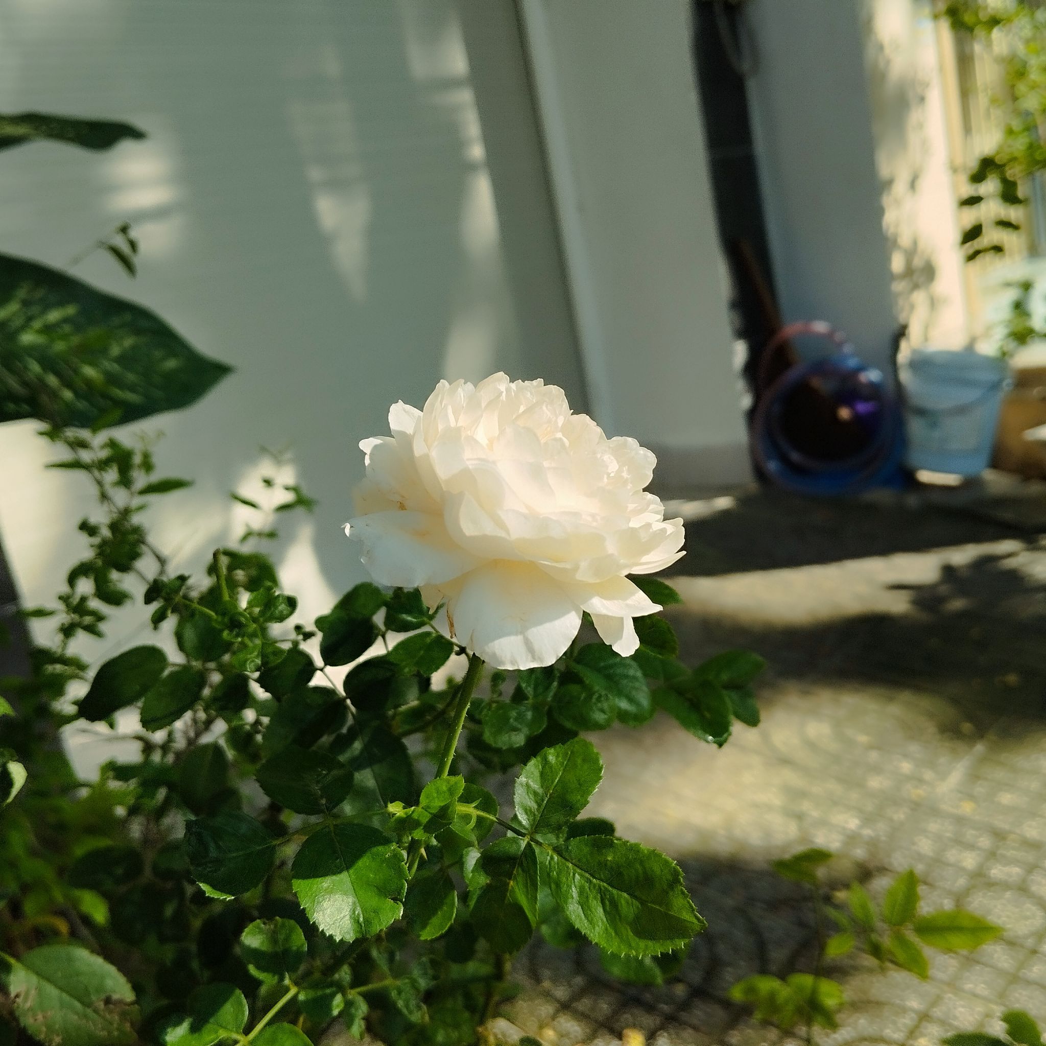 Avatar for @PoisedPurei on Greg, the plant care app