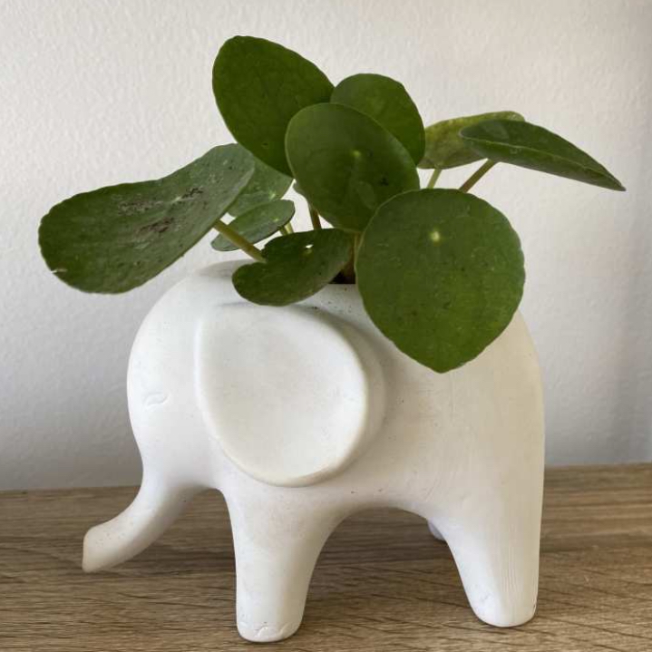 @elephantplantlover30 avatar