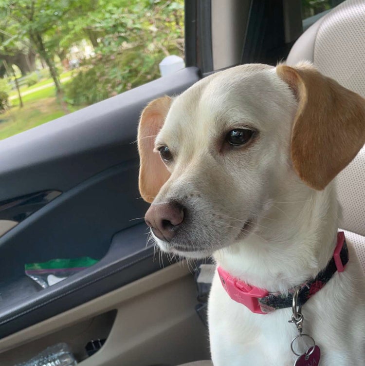 @Samborginimercy avatar