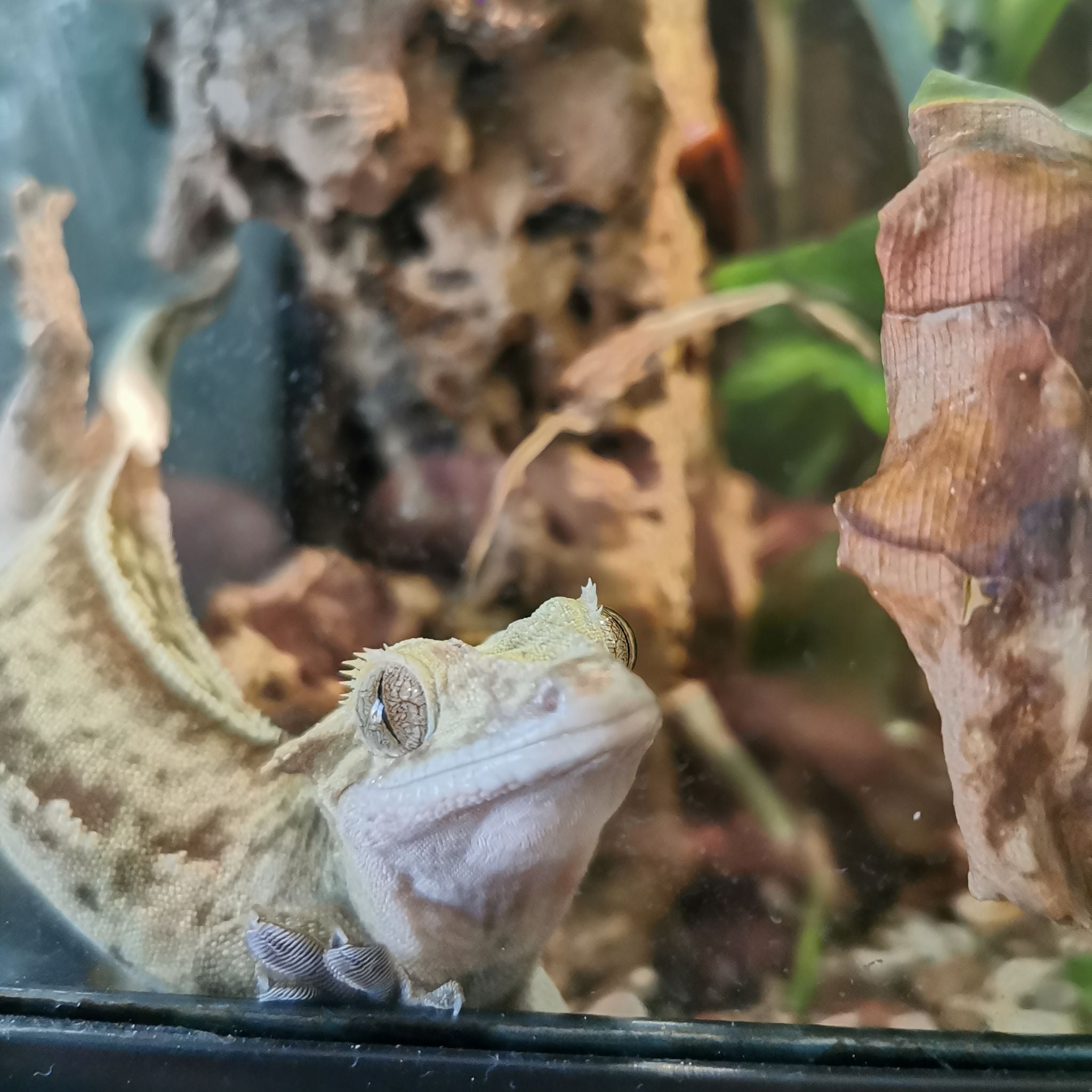 Avatar for @Tillandsiaman on Greg, the plant care app