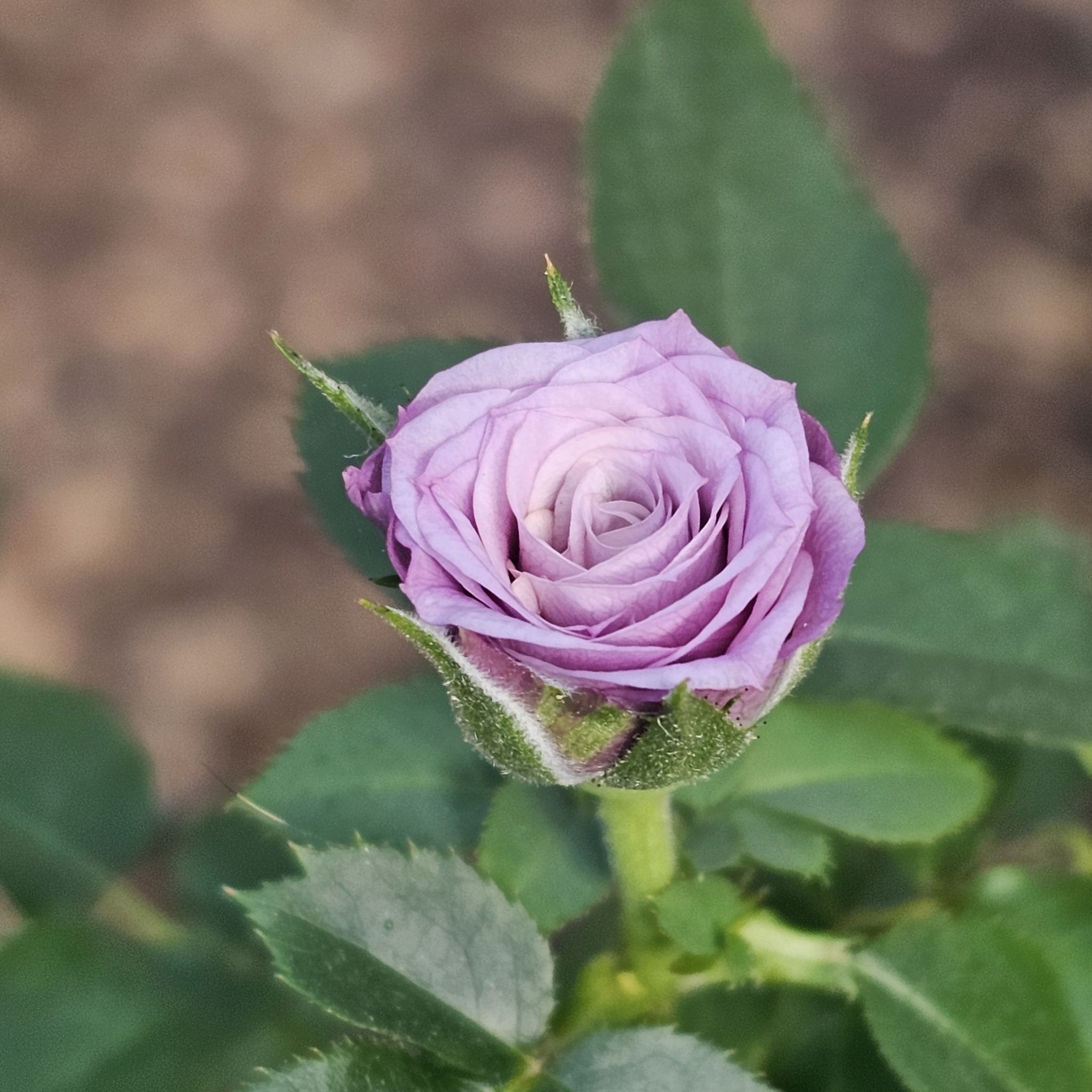 Avatar for @DaBatman on Greg, the plant care app