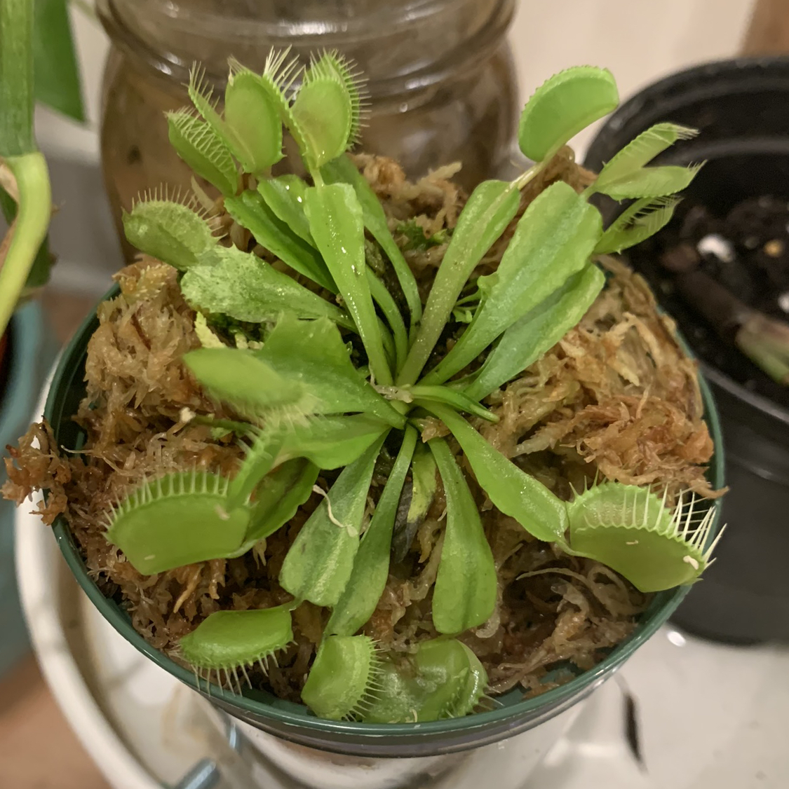 Avatar for @Saruhsunshine on Greg, the plant care app