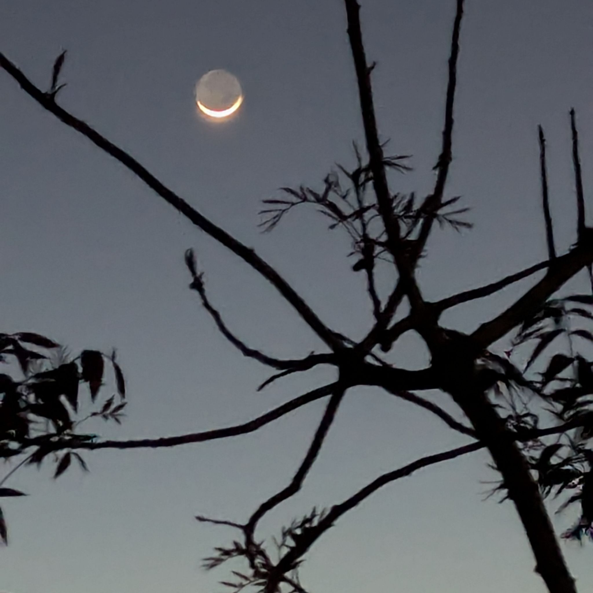 Avatar for @ClimbingFlatpea on Greg, the plant care app