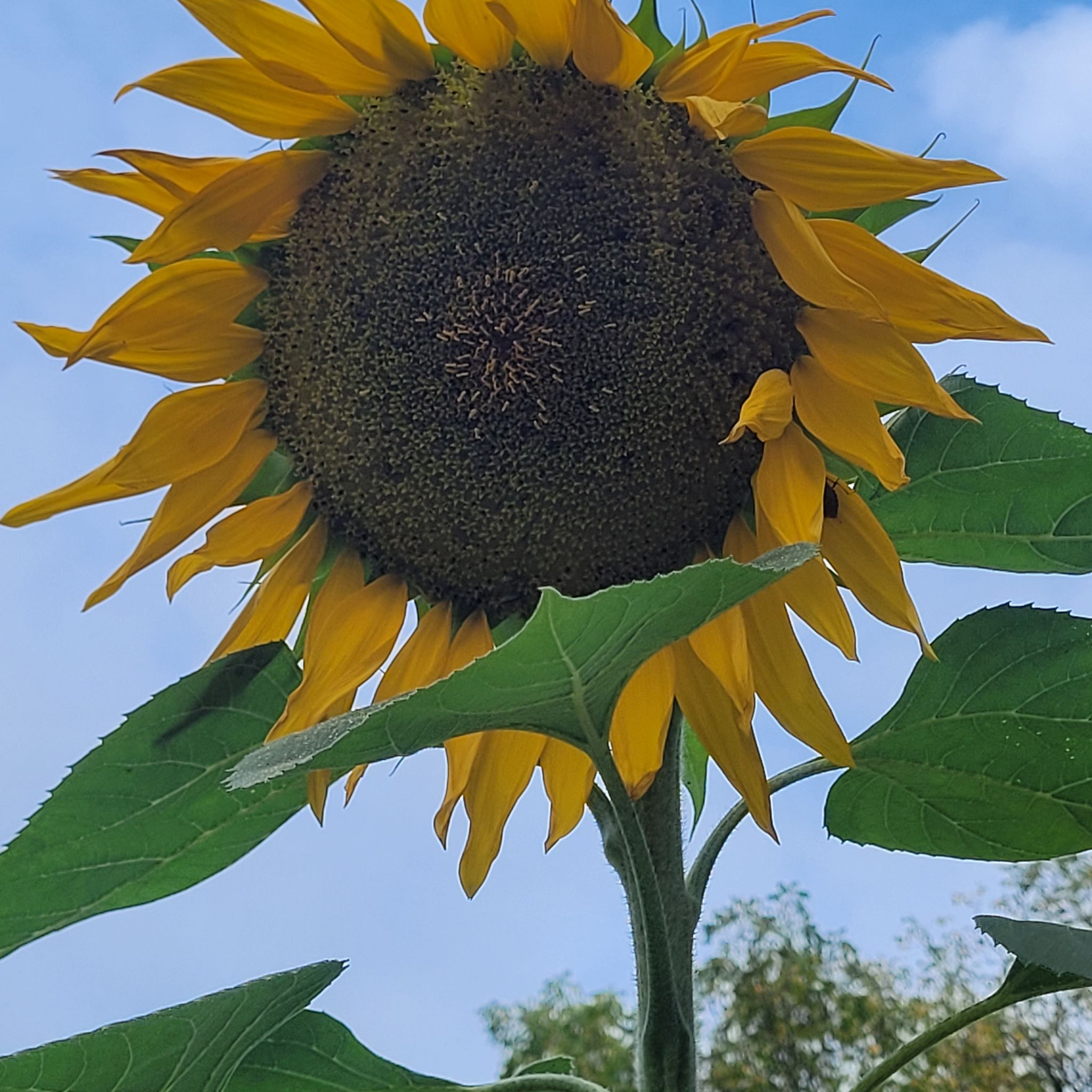 Avatar for @SpunkyPyrethrum on Greg, the plant care app