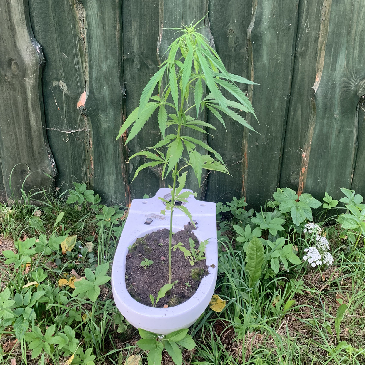 Avatar for @Mildainis on Greg, the plant care app