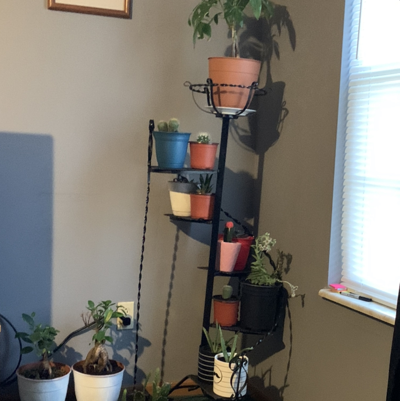 Avatar for Nancy on Greg, the plant care app