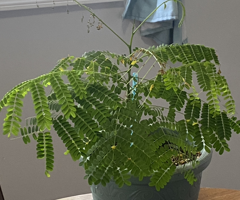 Avatar for @Plants4daysbro on Greg, the plant care app