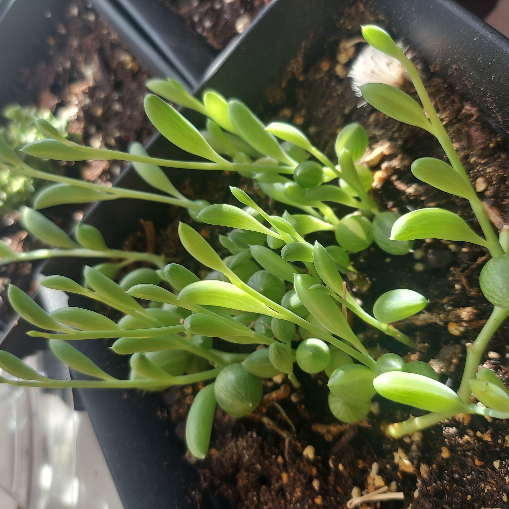 Avatar for @PlantMomm1 on Greg, the plant care app