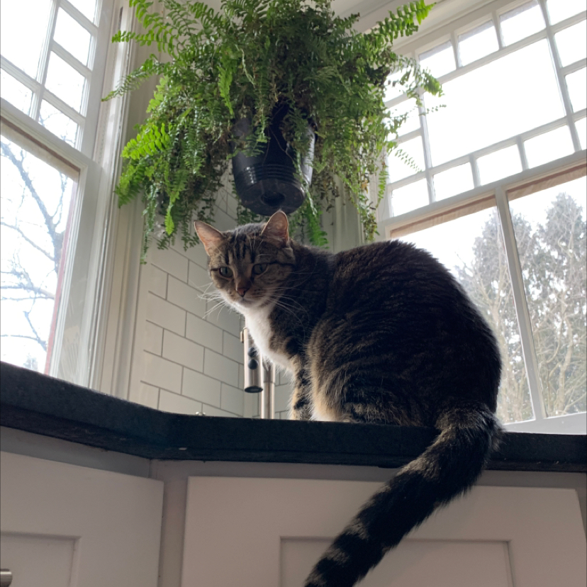 Avatar for @TyVet on Greg, the plant care app