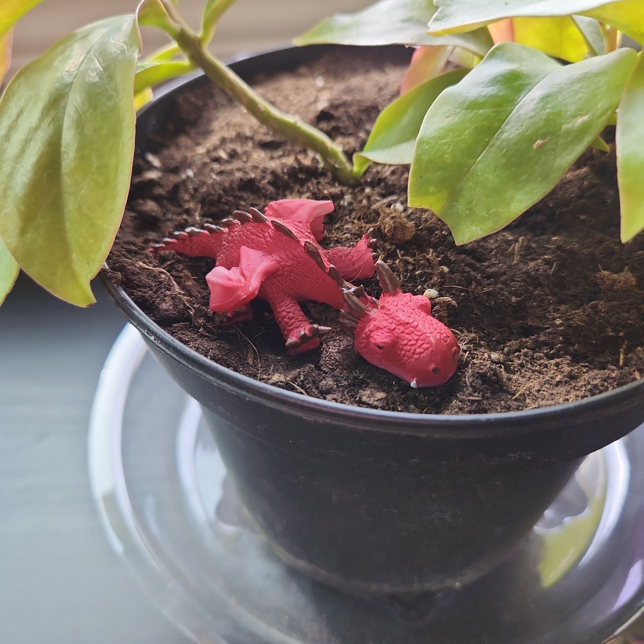 Avatar for @Vastra218 on Greg, the plant care app