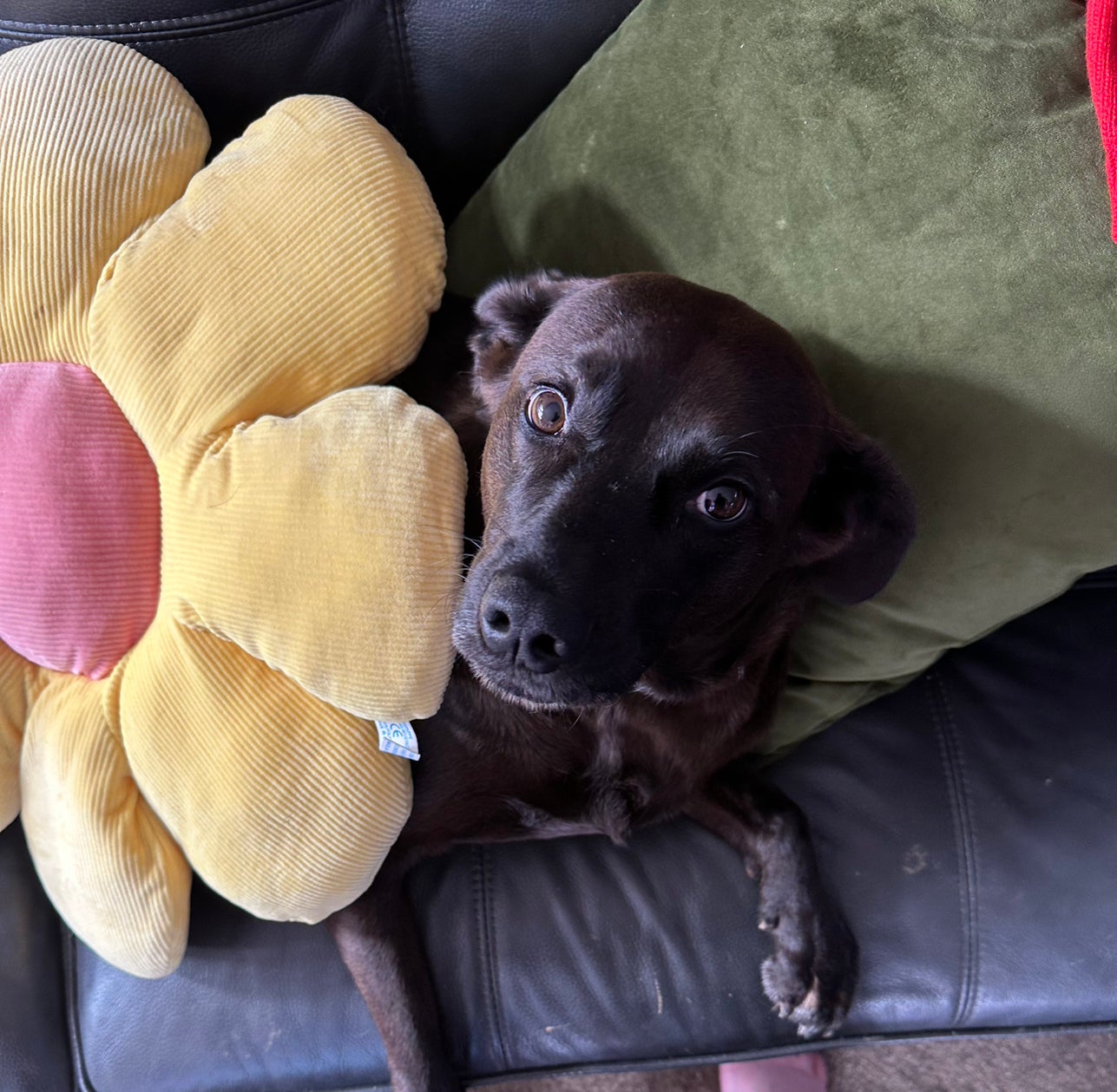 Avatar for @FitSuriana85 on Greg, the plant care app