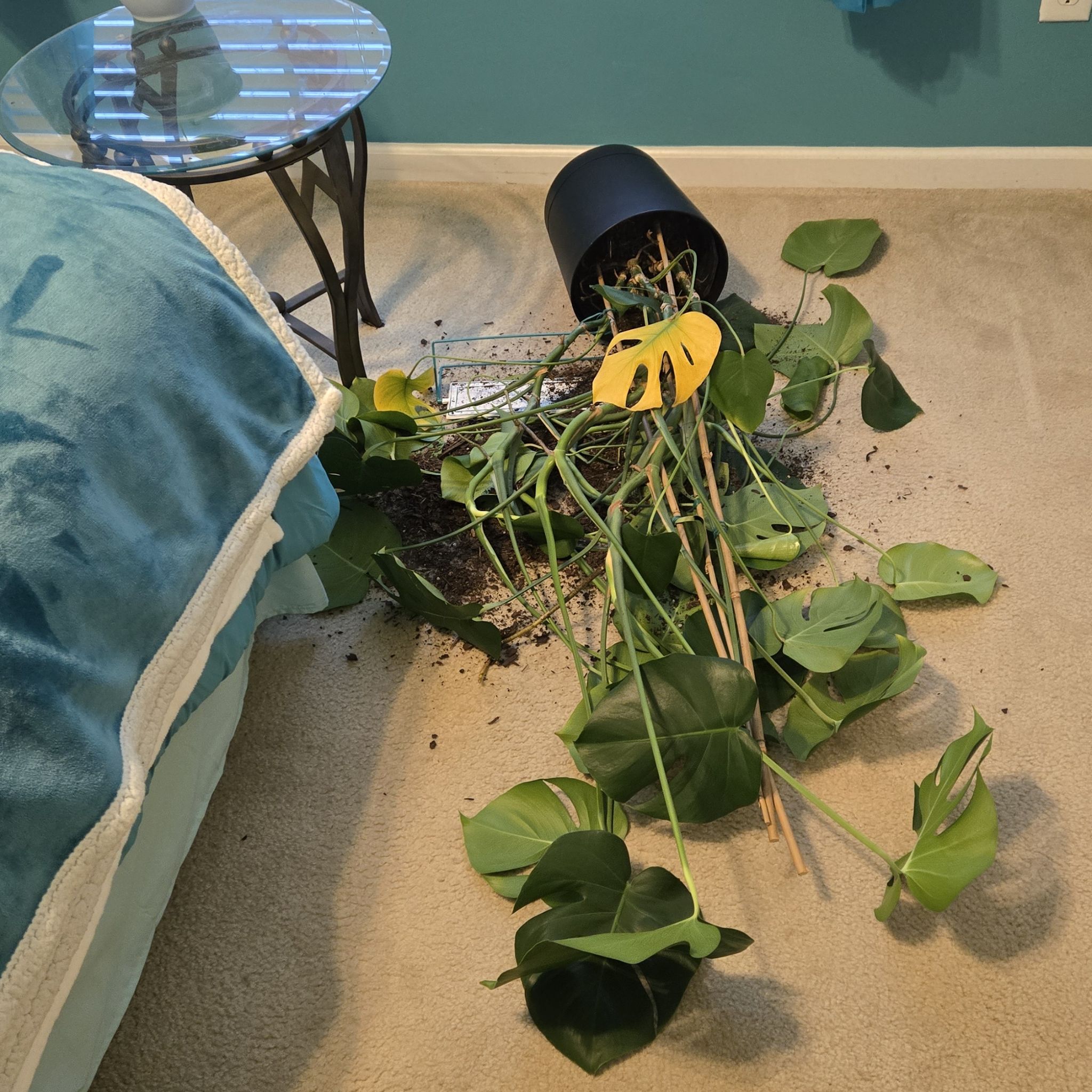 @therapeutic4u avatar