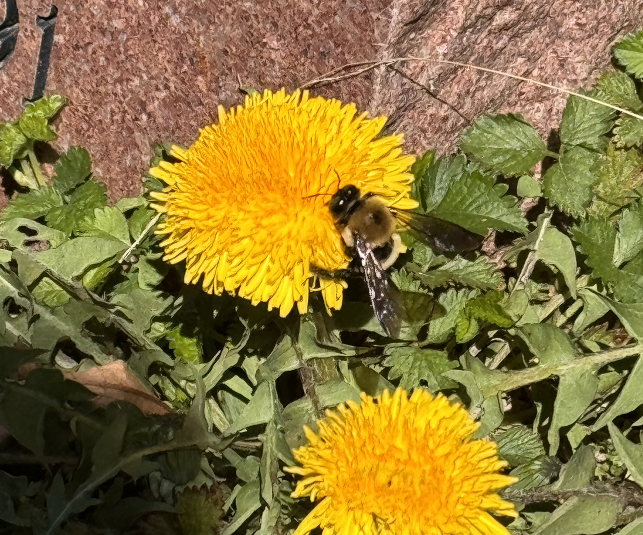 Avatar for @Annaconda on Greg, the plant care app