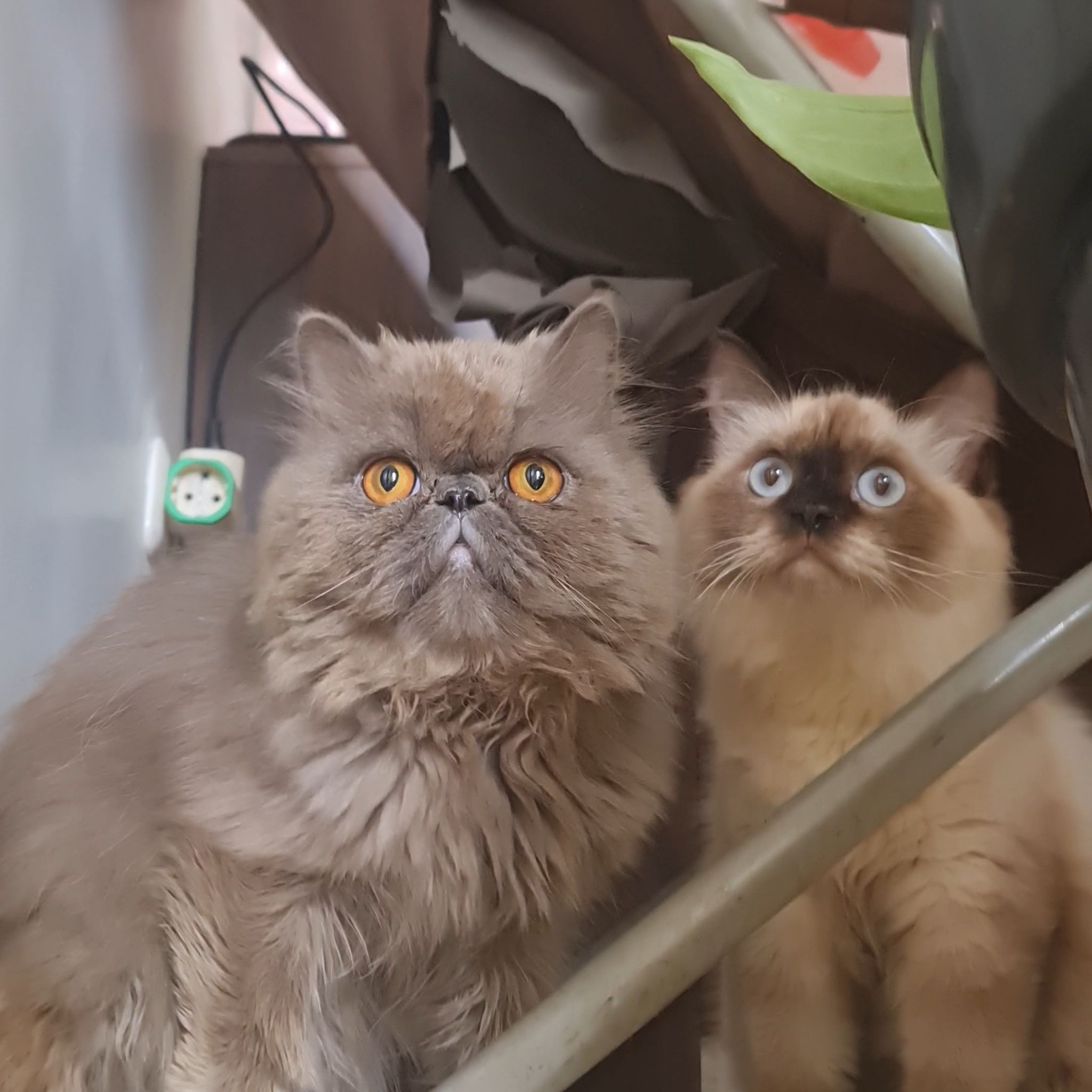 Avatar for @Diospectre on Greg, the plant care app