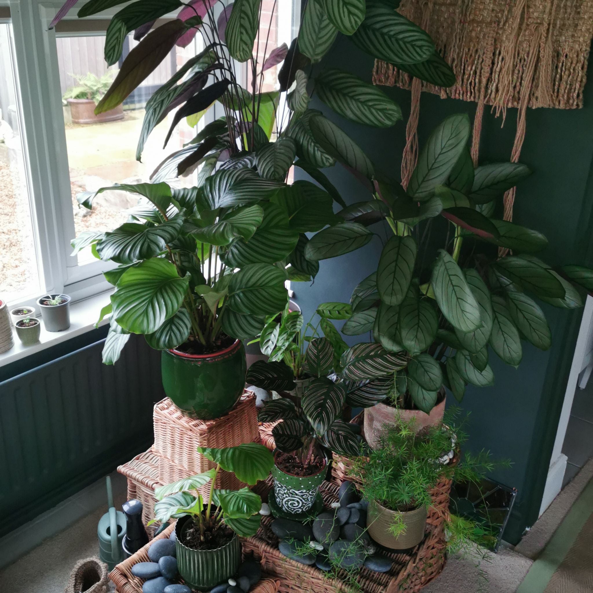 Avatar for @CurrentPawpaw83 on Greg, the plant care app