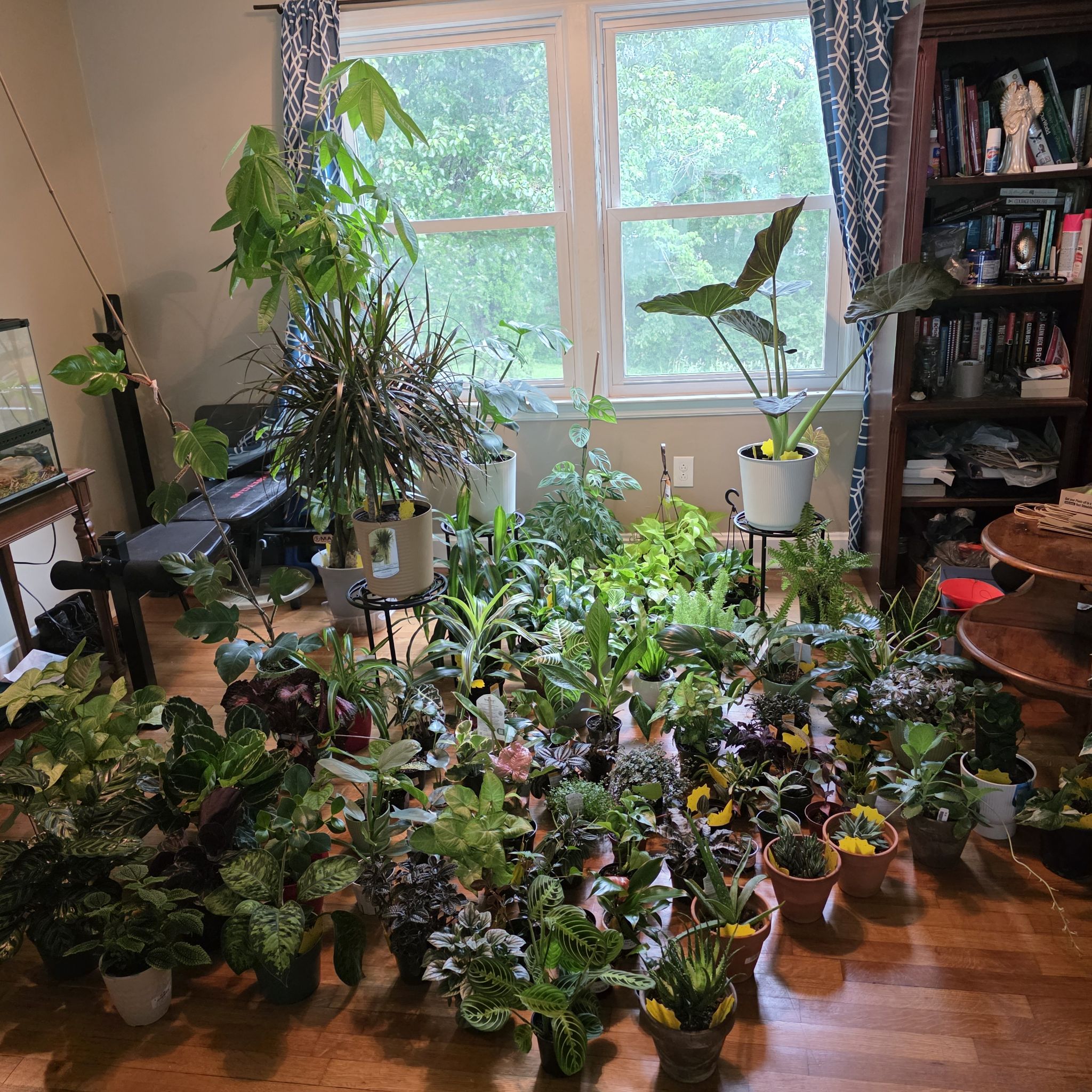 Avatar for @ZestyWaxflower on Greg, the plant care app