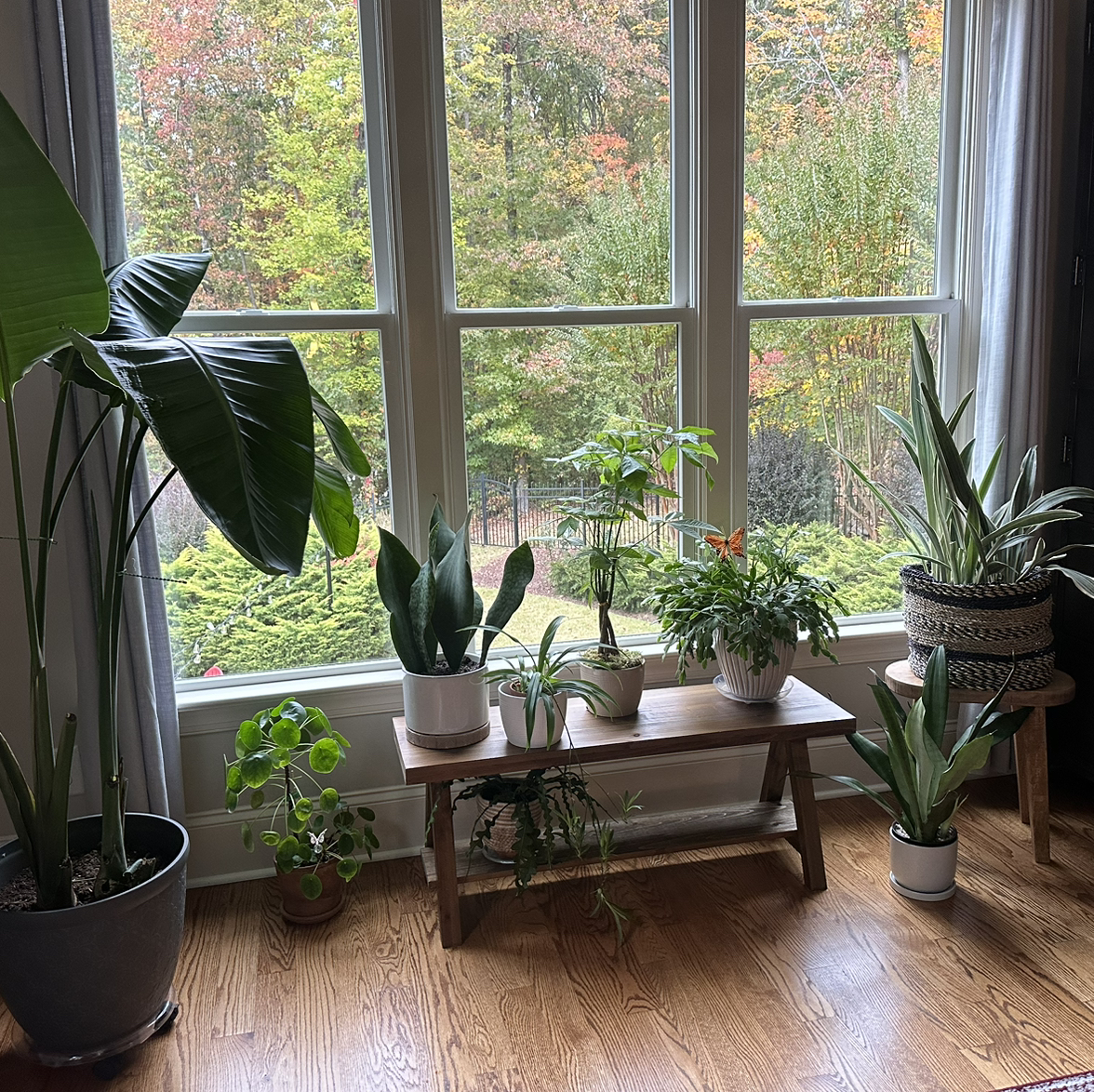 @Tablovesplants