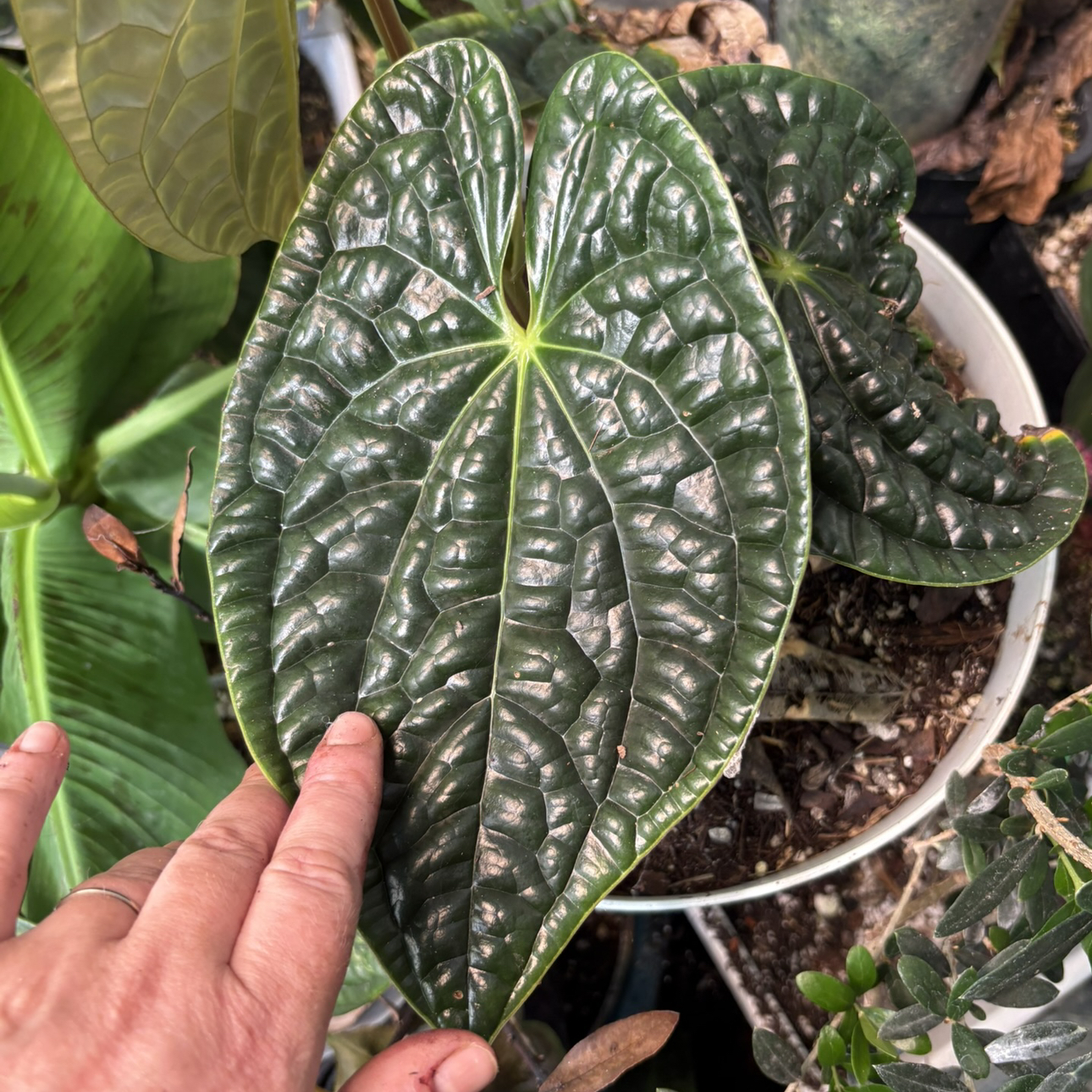 @Idplantthat