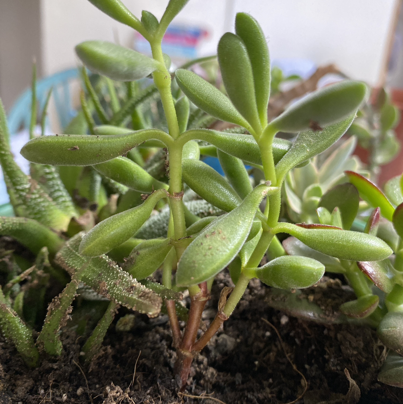 @Sunlight_is_key avatar