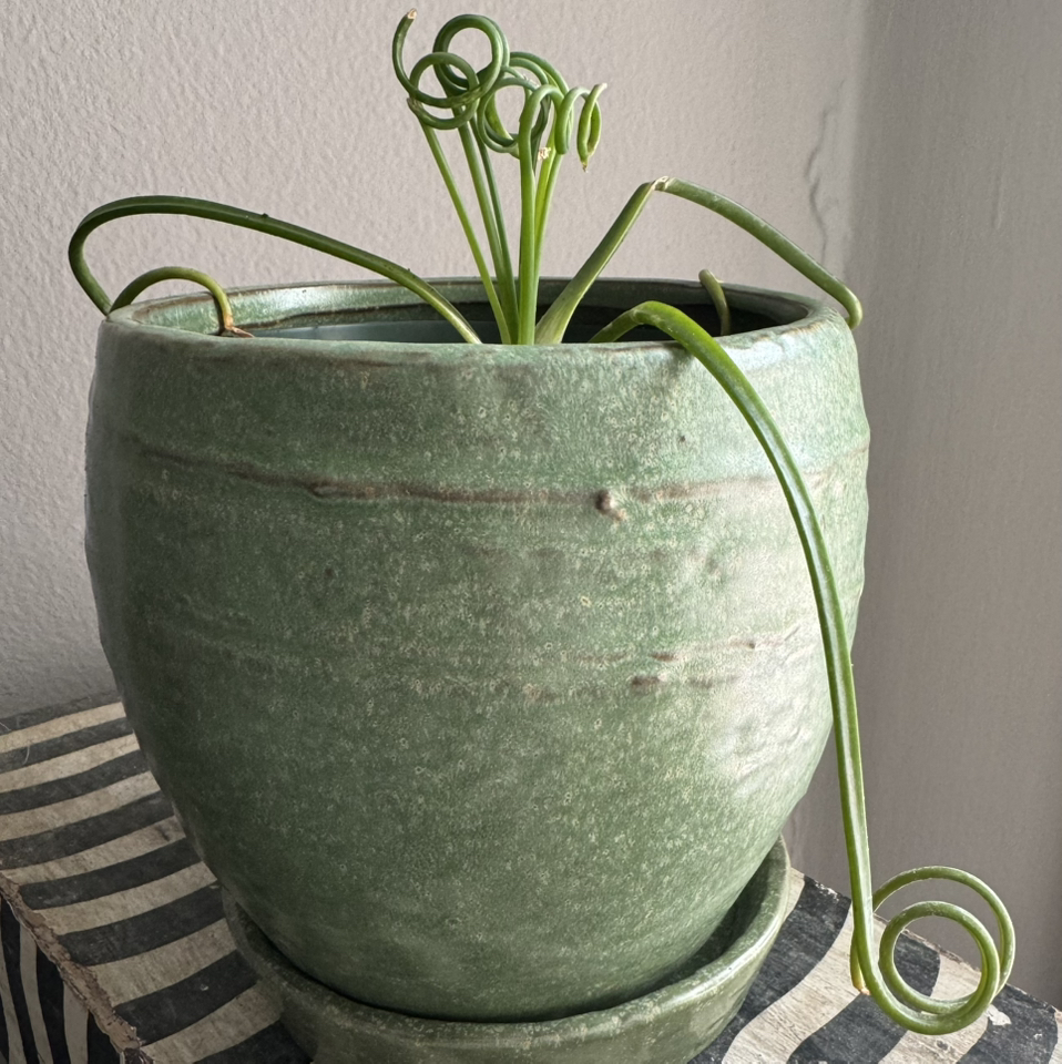 Avatar for @sosomoto on Greg, the plant care app