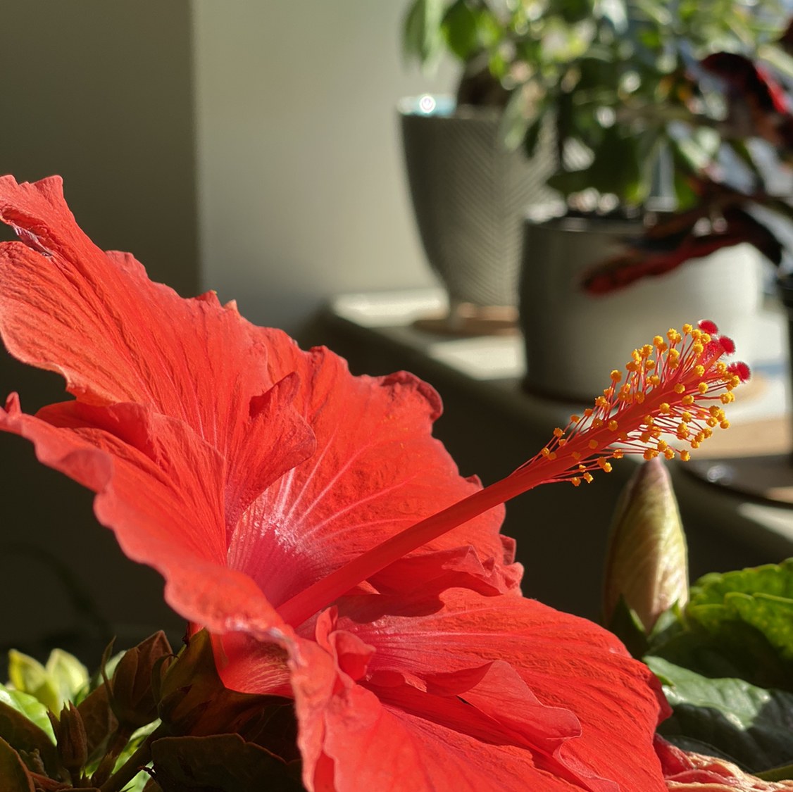 Avatar for @dipaan on Greg, the plant care app