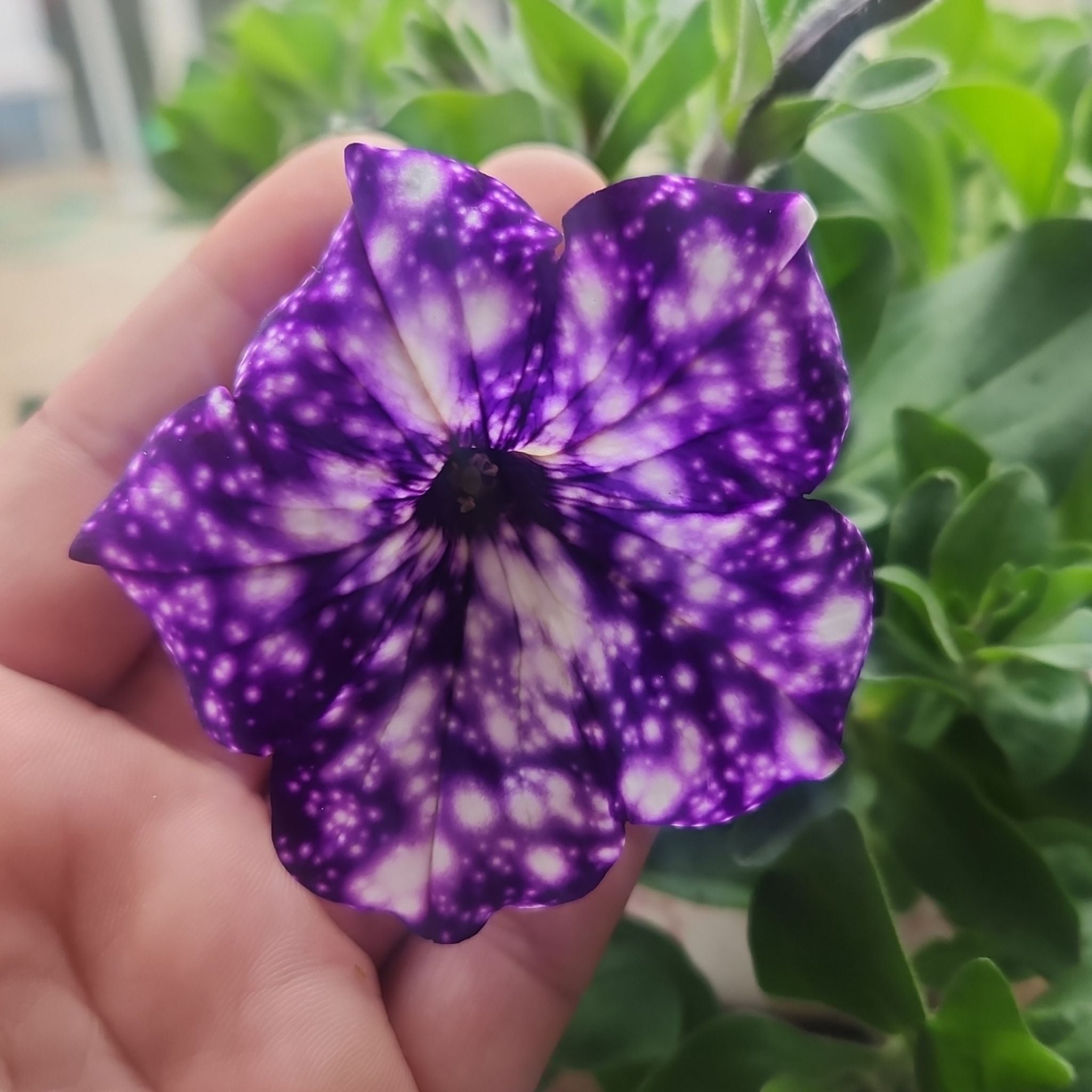 Avatar for @jensOasis on Greg, the plant care app