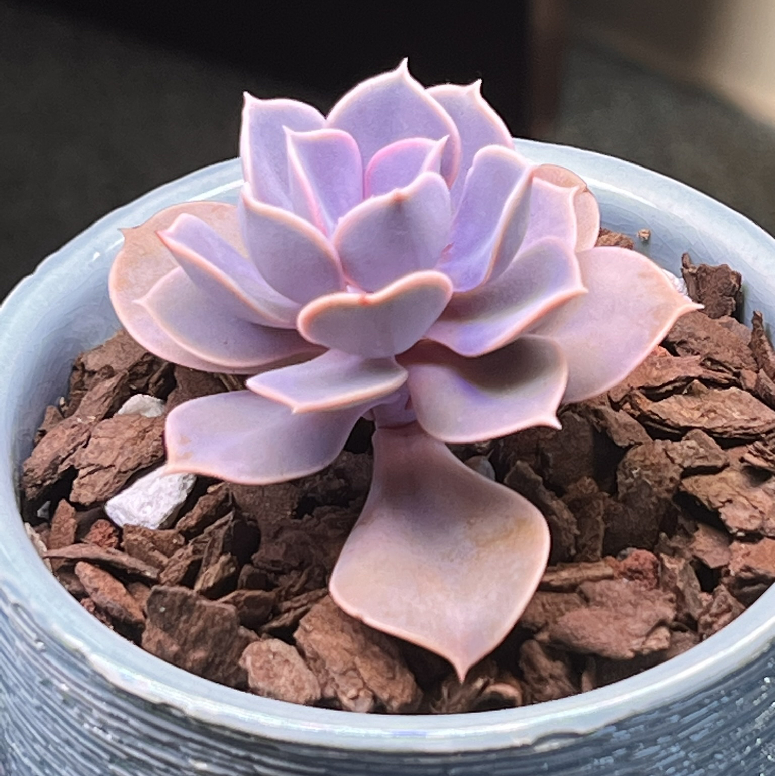 Avatar for @Beckala79 on Greg, the plant care app